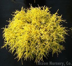 Chamaecyparis pisifera 'Lemon Thread' — photo 3